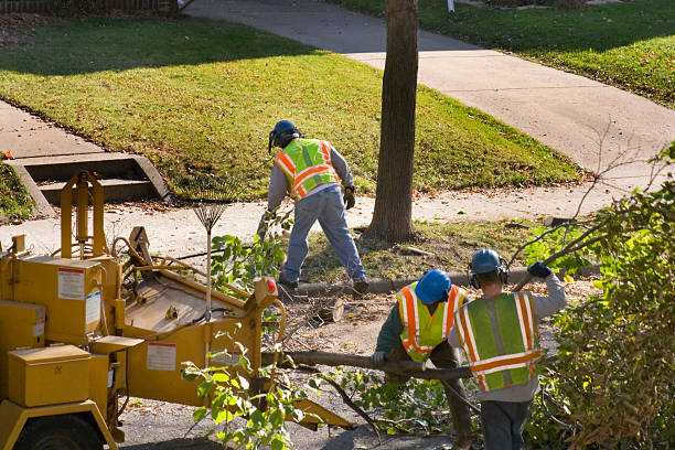 Best Palm Tree Trimming  in King, WI